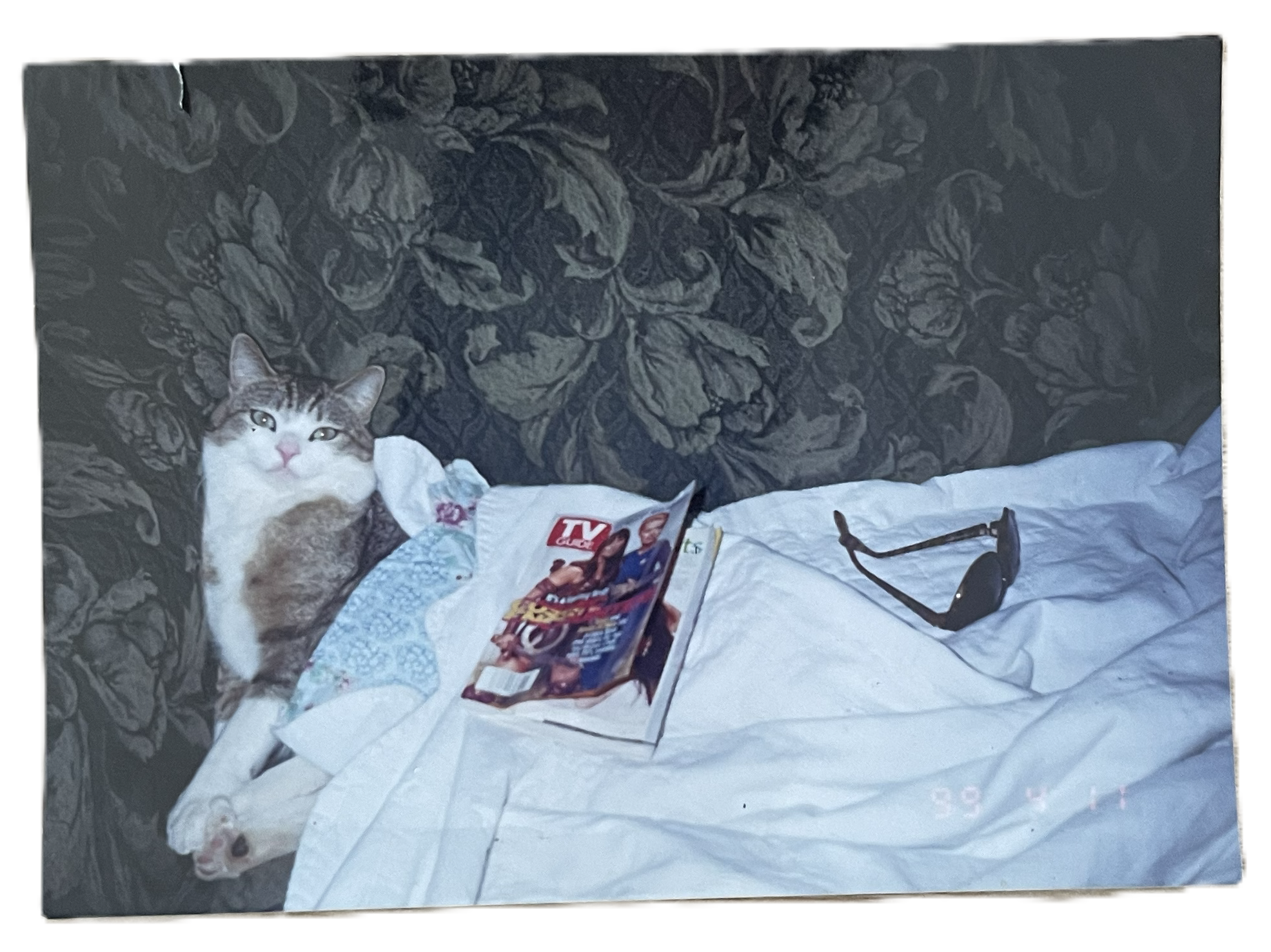 Cat pic