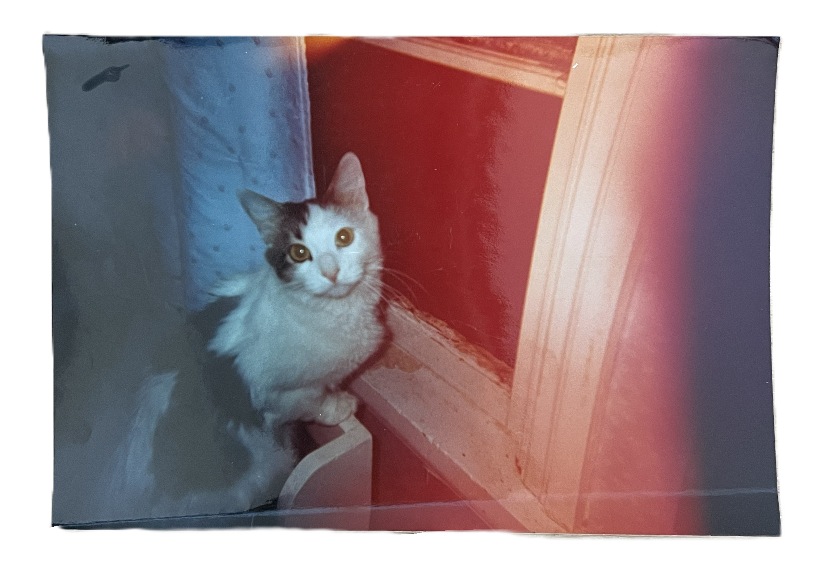 Cat pic