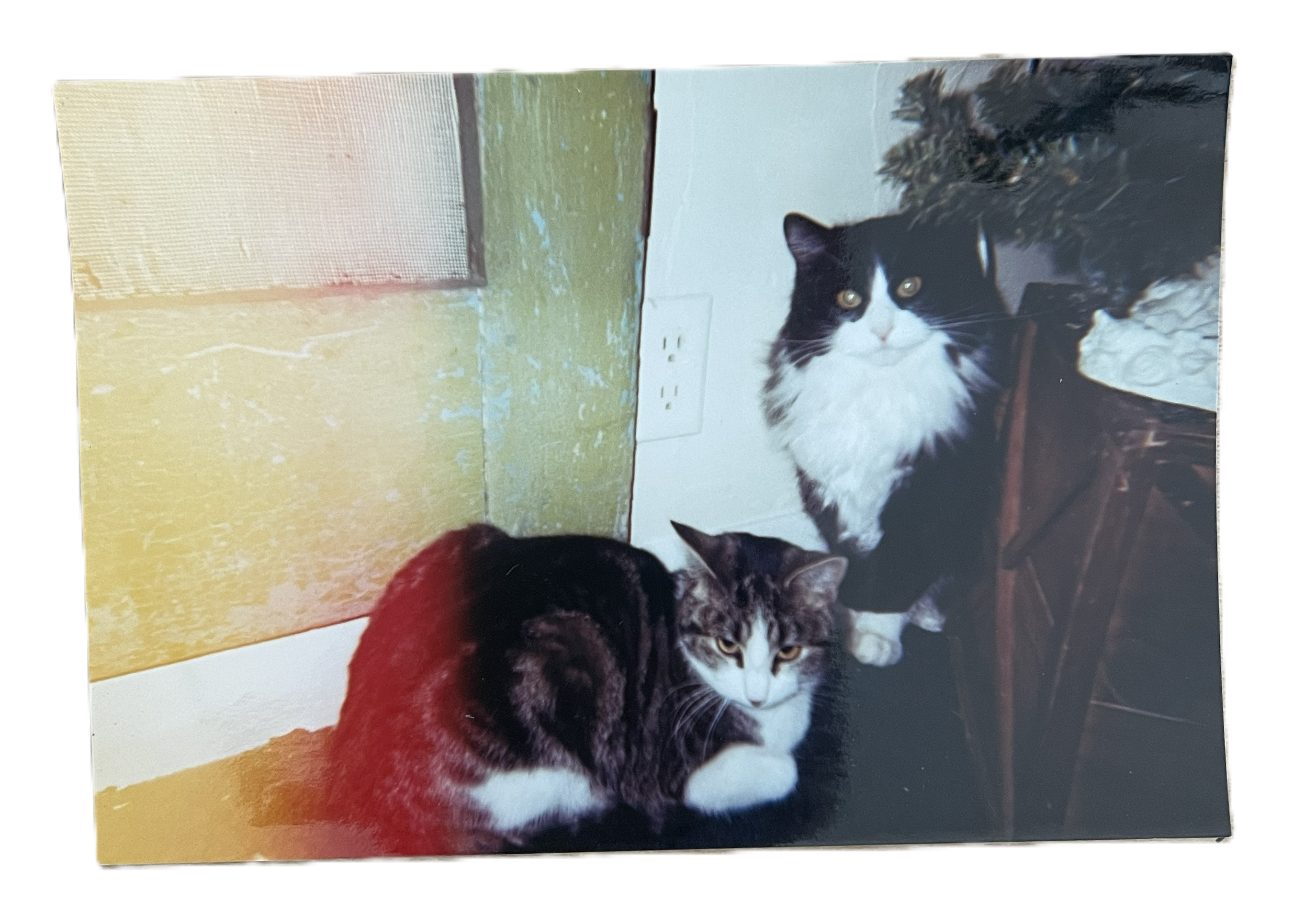 Cat pic