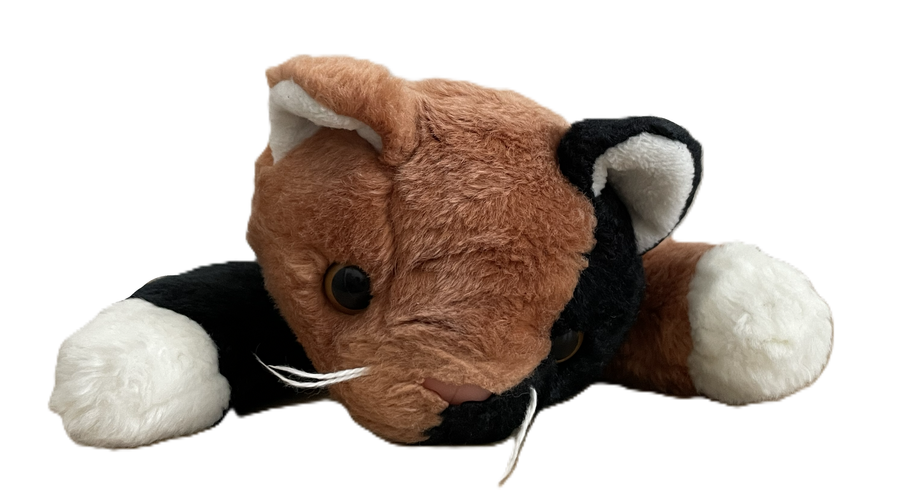beanie buddy cat named chip